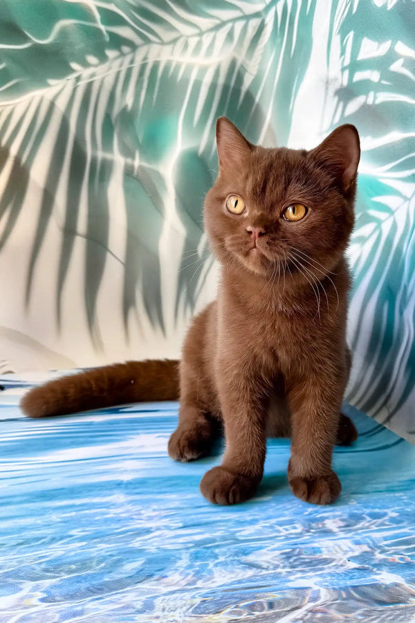 Polaroid | british shorthair kitten