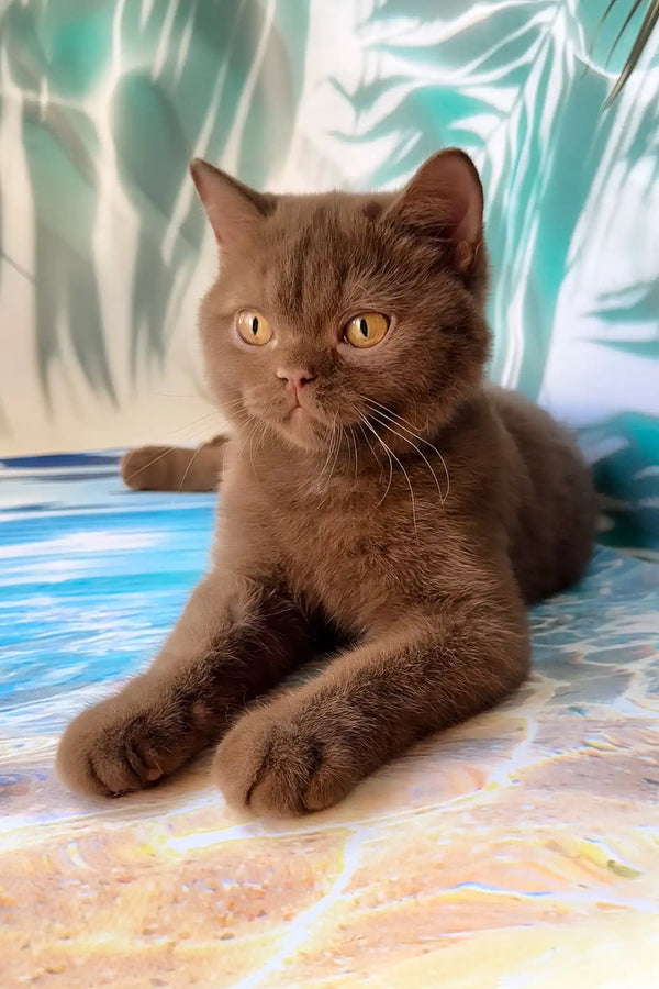 Polaroid | british shorthair kitten