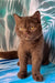 Polaroid | british shorthair kitten