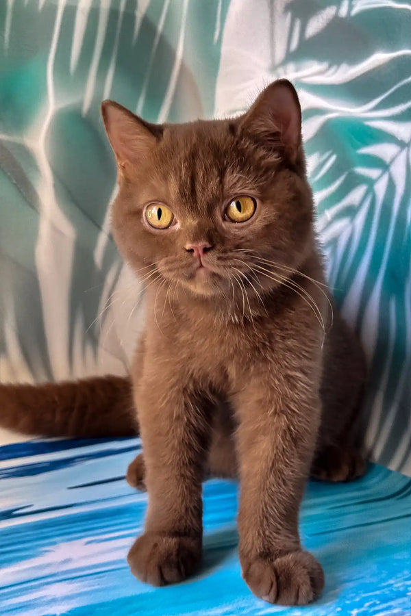 Polaroid | british shorthair kitten