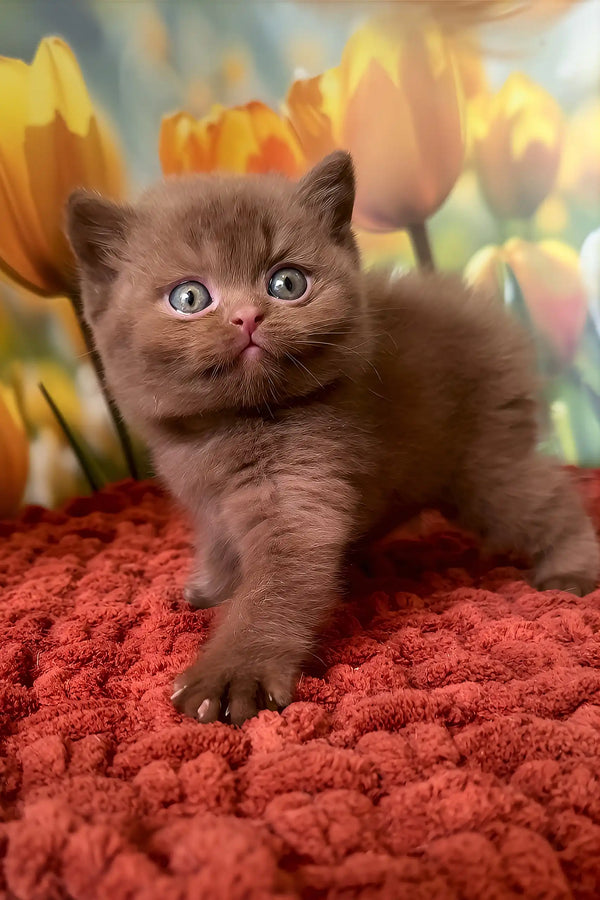 Polaroid | british shorthair kitten