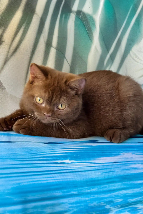 Polaroid | british shorthair kitten