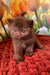 Polaroid | british shorthair kitten