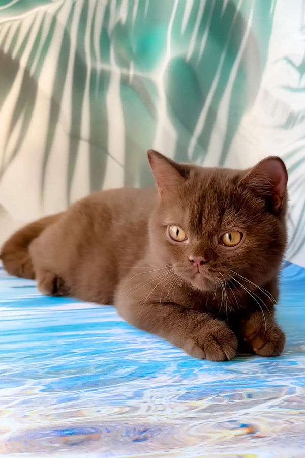 Polaroid | british shorthair kitten