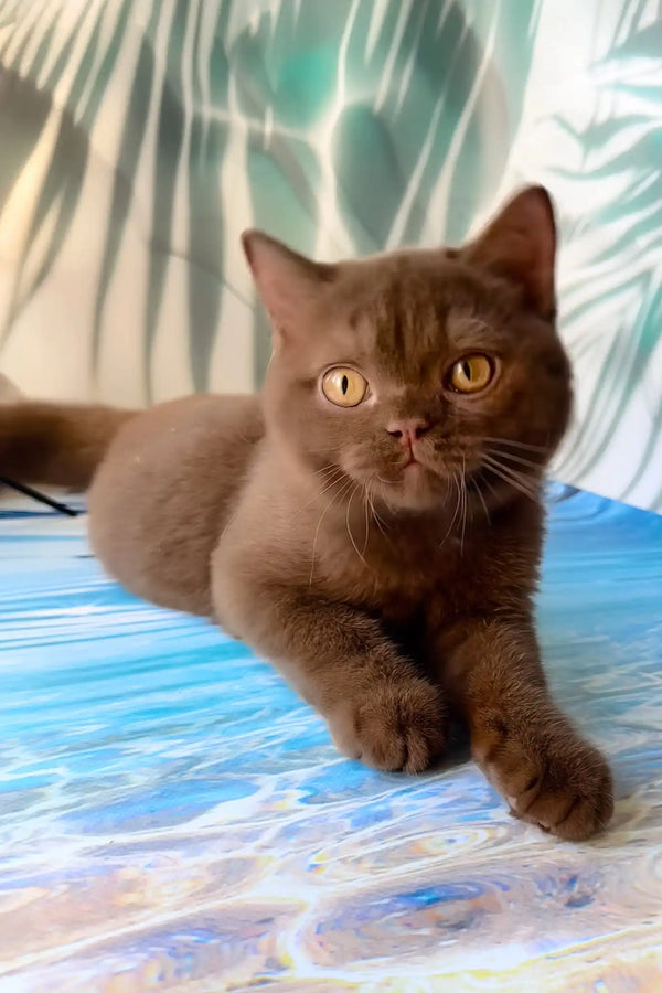 Polaroid | british shorthair kitten