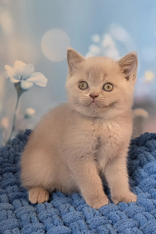 Polina | british shorthair kitten