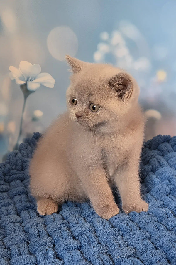 Polina | british shorthair kitten