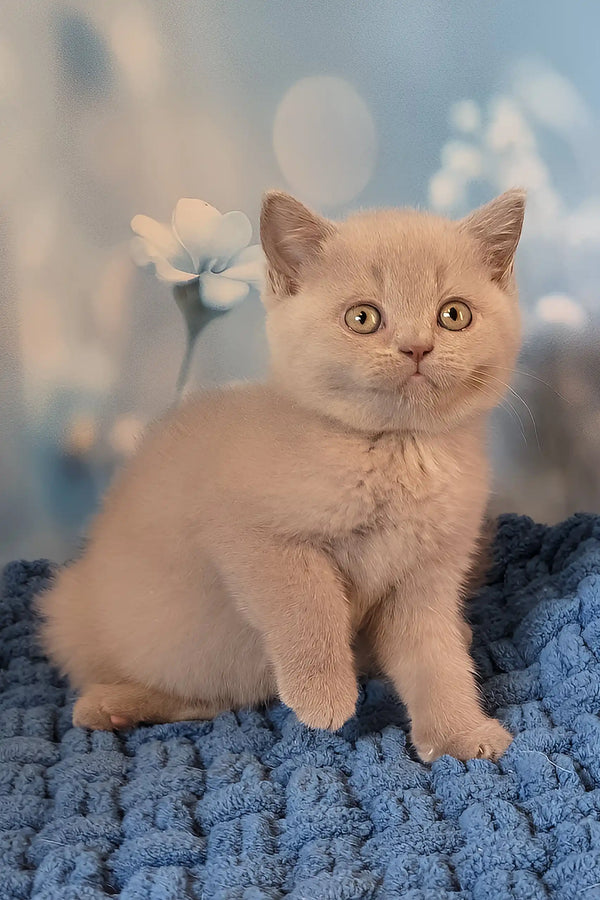 Polina | british shorthair kitten