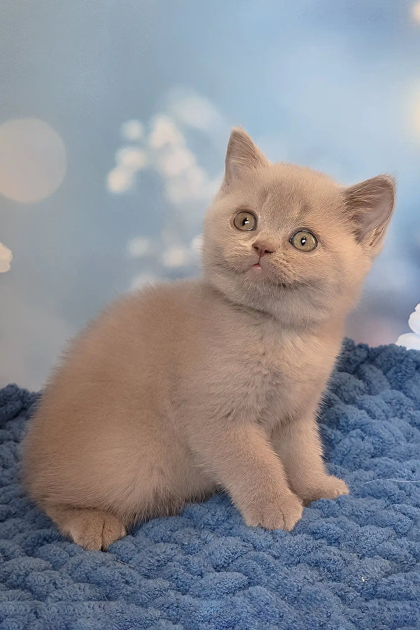 Polina | british shorthair kitten