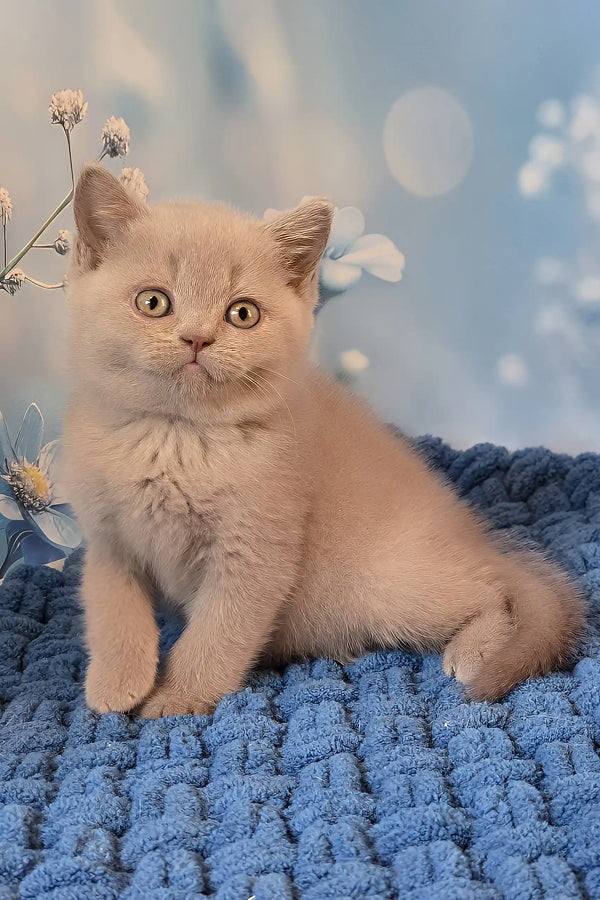 Adorable Polina British Shorthair Kitten for Sale