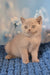 Polina | british shorthair kitten