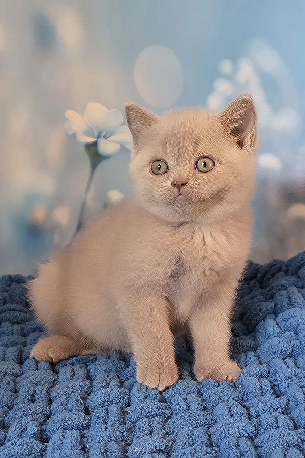 Polina | british shorthair kitten