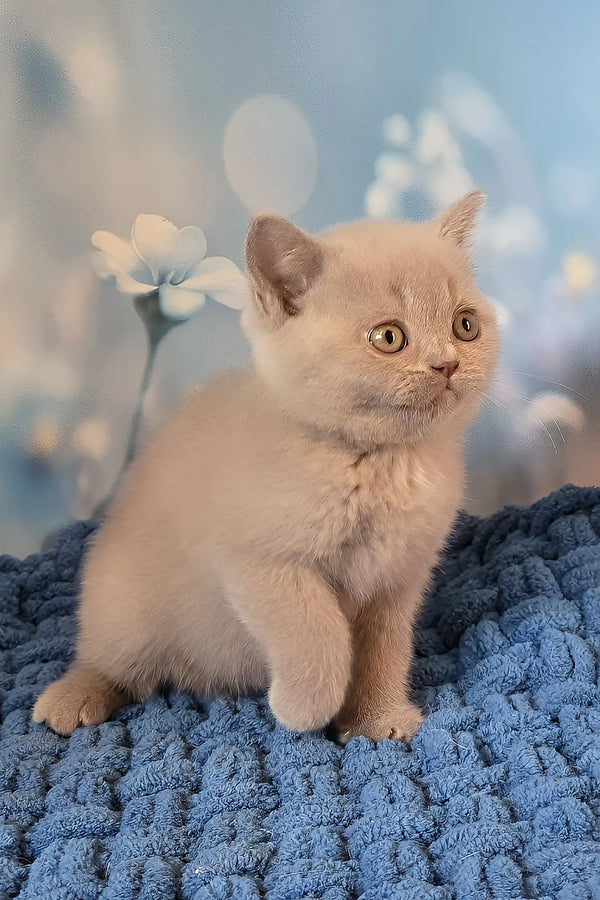 Polina | british shorthair kitten