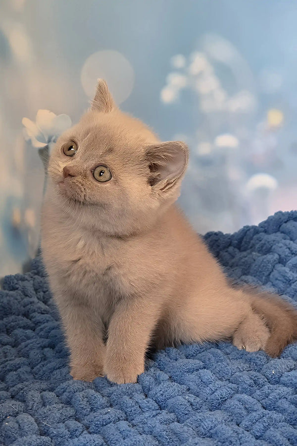 Polina | british shorthair kitten