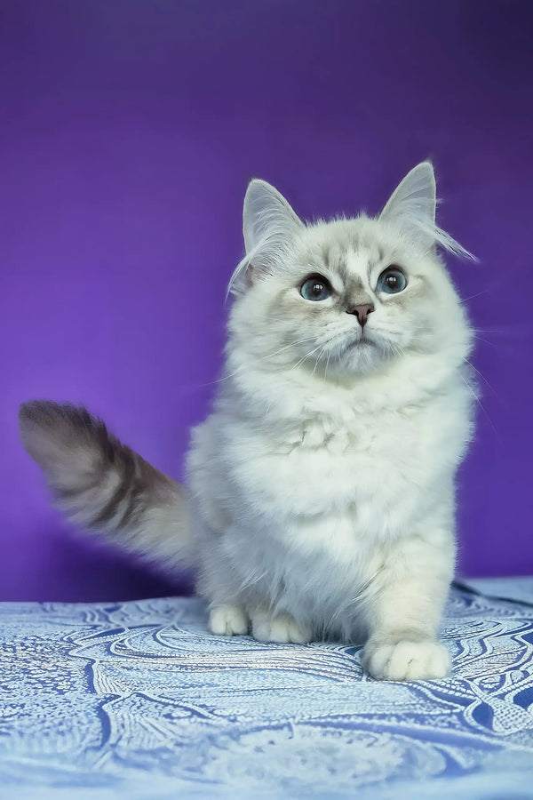 Polina | siberian kitten