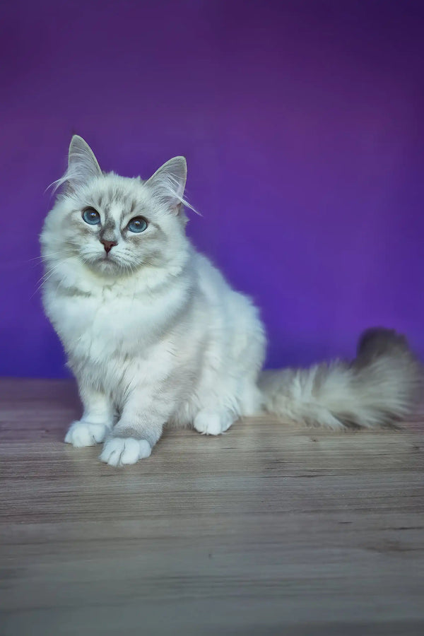 Polina | siberian kitten