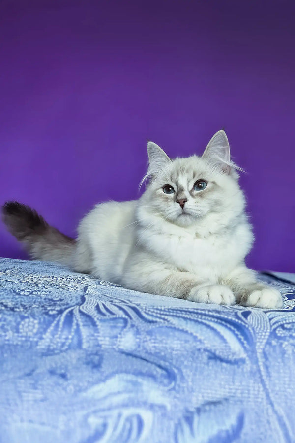 Polina | siberian kitten