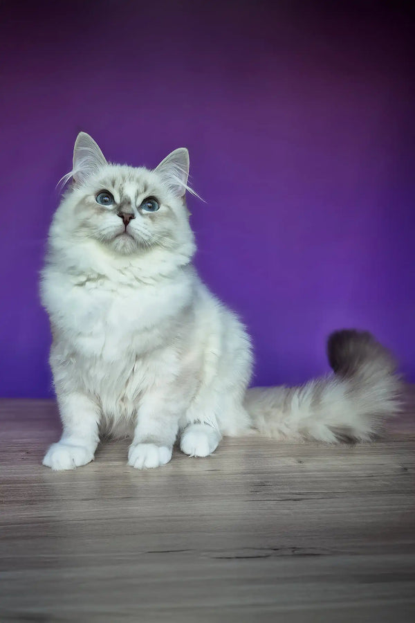 Polina | siberian kitten