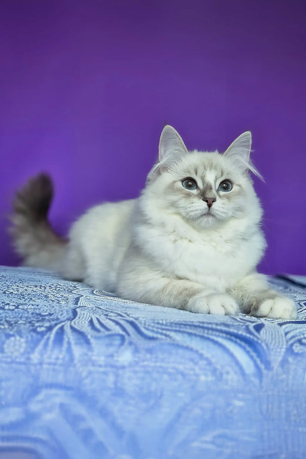 Polina | siberian kitten