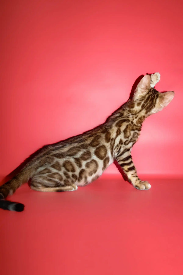 Polli | bengal kitten