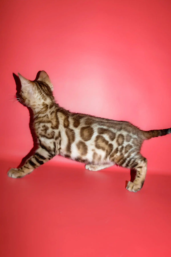 Polli | bengal kitten
