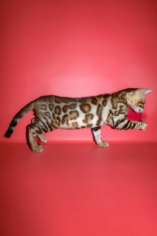 Polli | bengal kitten