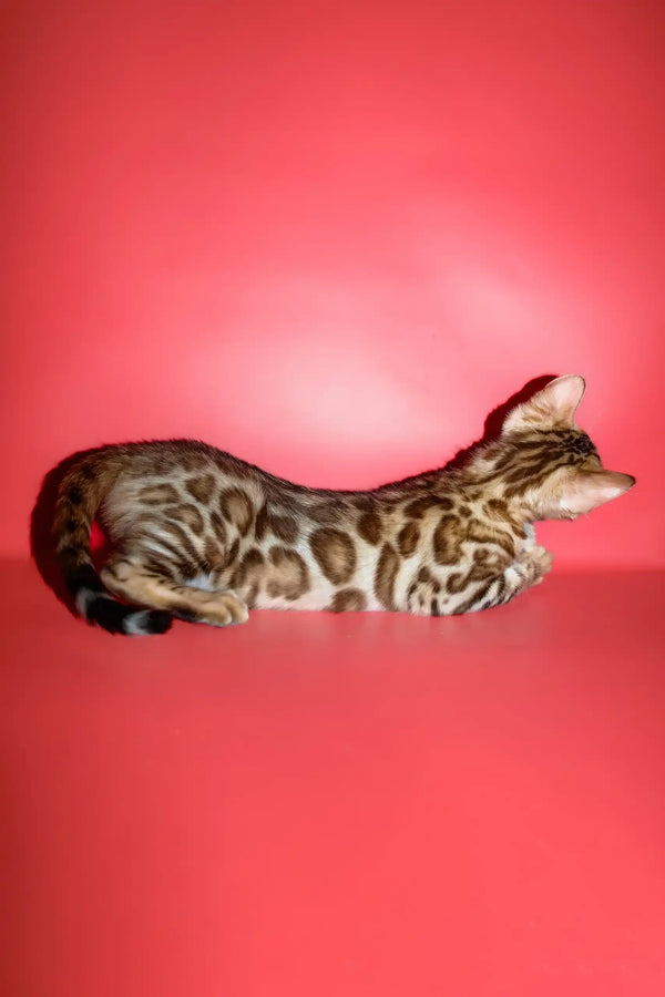 Polli | bengal kitten