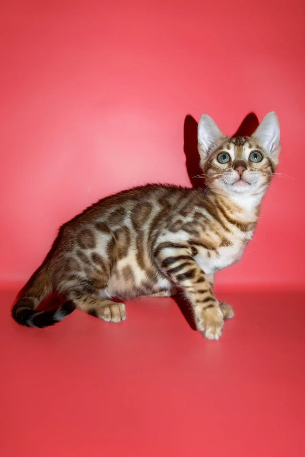 Polli | bengal kitten