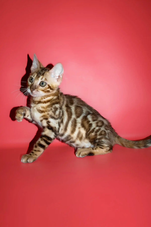 Polli | bengal kitten