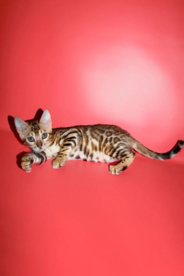 Polli | bengal kitten