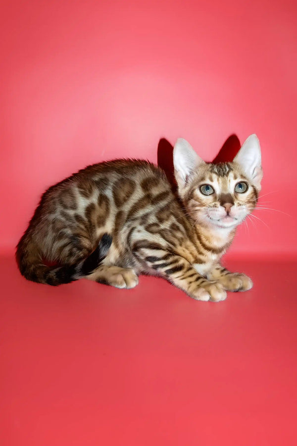 Polli | bengal kitten