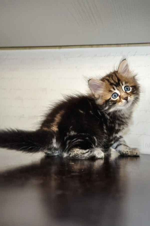 Polli | siberian kitten