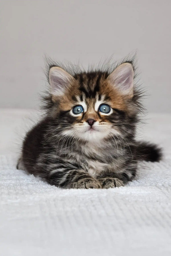 Polli | siberian kitten