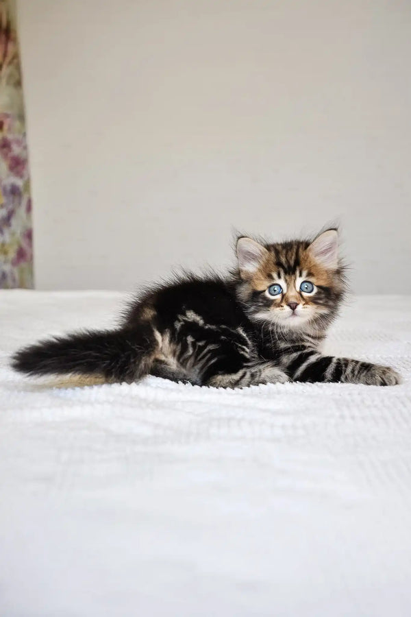 Polli | siberian kitten