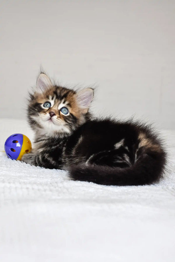 Polli | siberian kitten