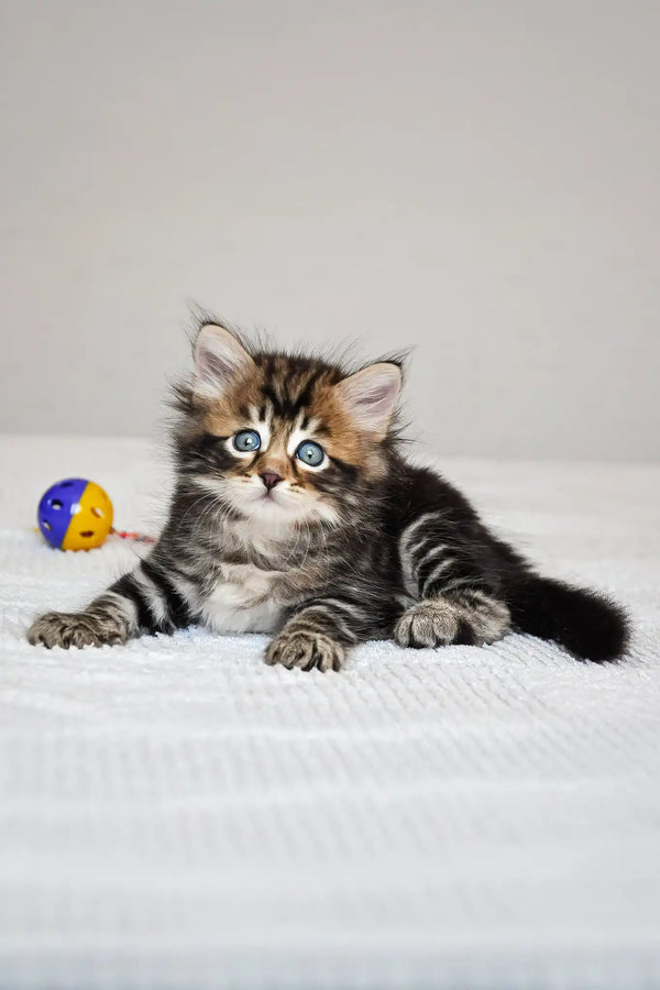 Polli | siberian kitten