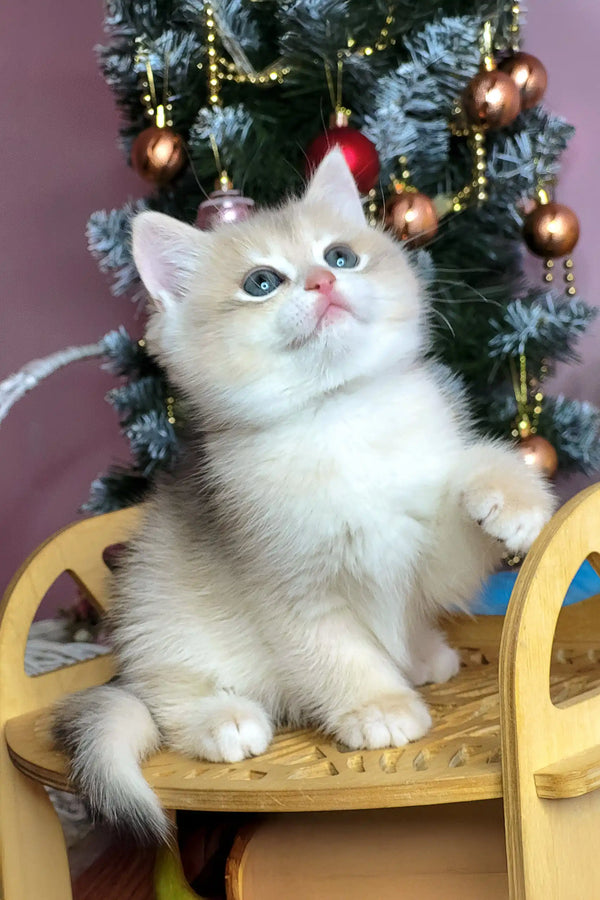 Cute kitten named Polly playing near a festive Christmas tree
