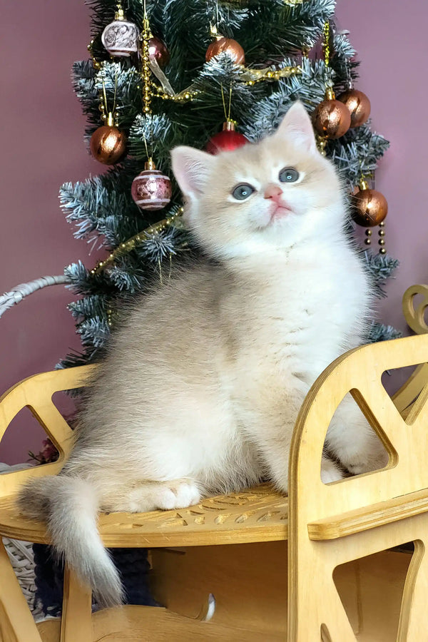Cute British Shorthair kitten Polly plays next to a festive Christmas tree