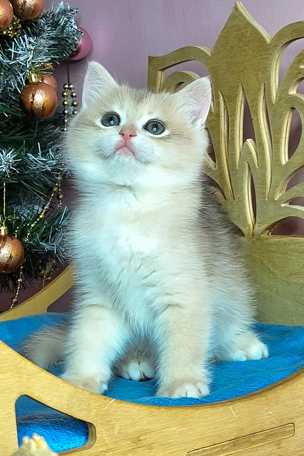 Cute golden kitten named Polly, a charming British Shorthair cutie