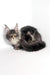 Gray Maine Coon cat showcasing adorable features in Polly Maine Coon Kitten product