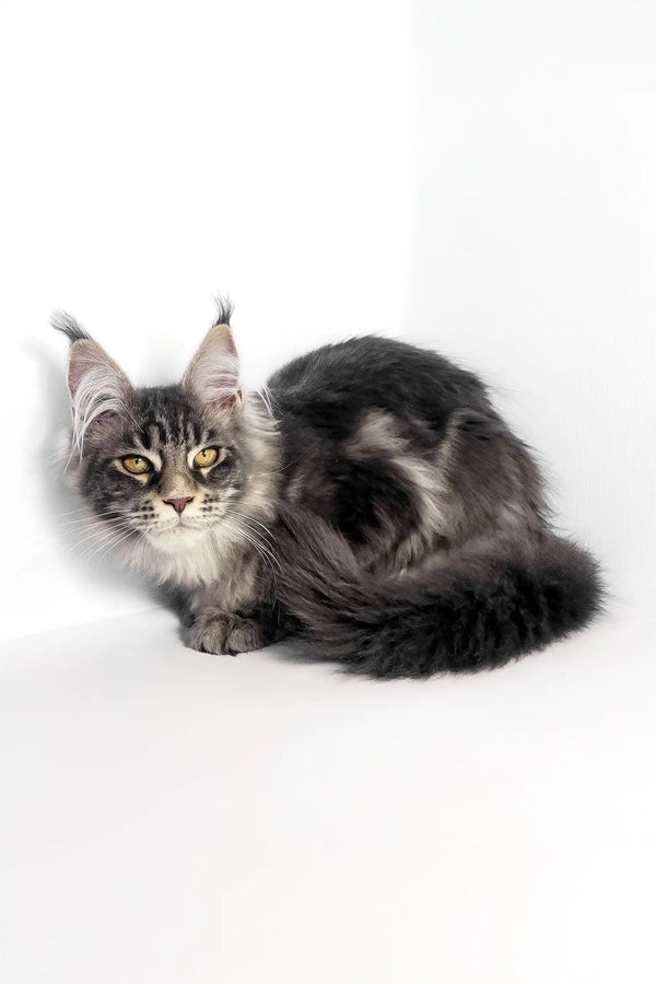 Gray Maine Coon cat showcasing adorable features in Polly Maine Coon Kitten product