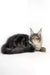 Cute Gray Maine Coon cat featured in the Polly Maine Coon Kitten product