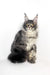 Gray Maine Coon cat in Polly | Maine Coon Kitten product display