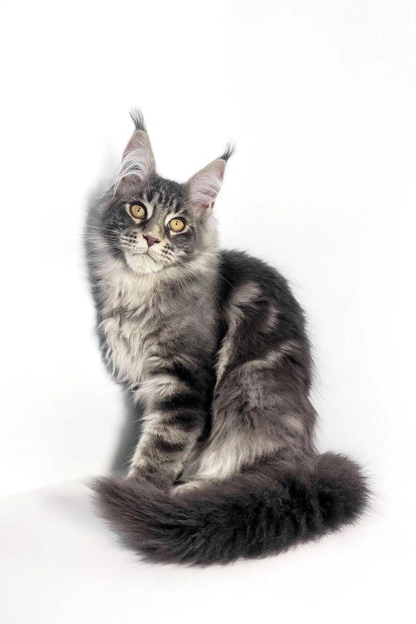 Gray tabby Maine Coon kitten named Polly looking adorable and playful