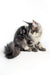 Gray tabby Maine Coon kitten named Polly, adorable and playful