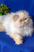 Fluffy white and tan Persian cat named Polly in adorable kitten pose