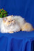 Fluffy cream Persian cat named Polly in a cute kitten pose