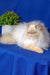 Fluffy cream Persian cat named Polly, the adorable Persian kitten