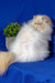 Fluffy white Persian cat in Polly, the adorable Persian kitten product