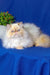 Fluffy white Persian cat named Polly in adorable playful pose